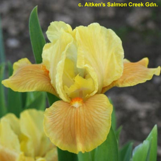 Maui Sunrise SDB Iris (Aitken 2008)