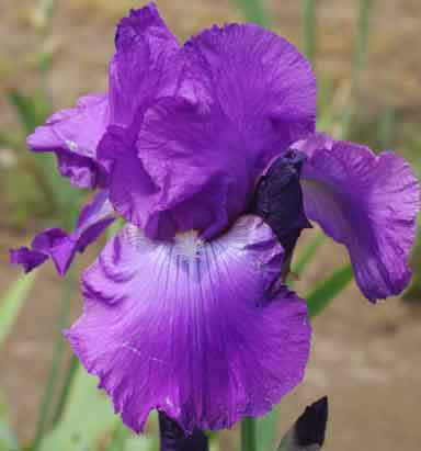 Mulberry Memories TB Iris (Sutton 2001)