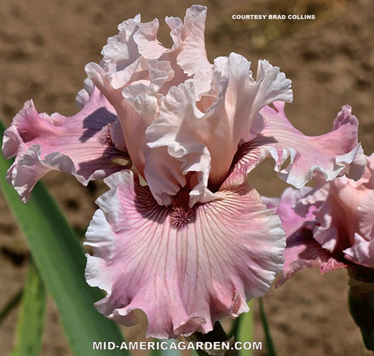Mystic Art TB Iris (Johnson 2019)
