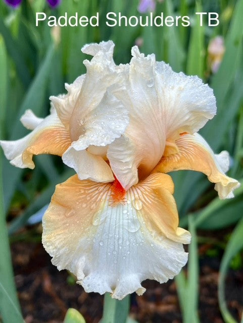 Padded Shoulders TB Iris (Black 2005)