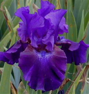 Rosalie Figge TB Iris (McKnew 1991)