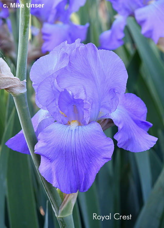 Royal Crest Historical TB Iris