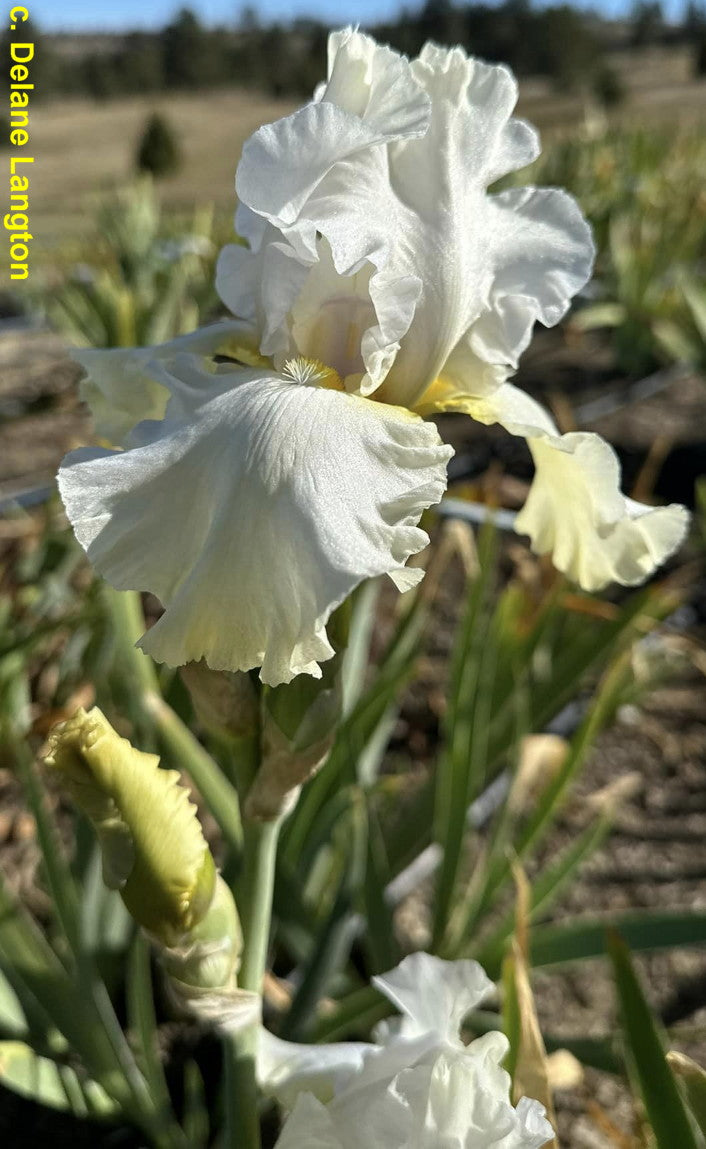 September Frost TB Iris (Sutton 1997)