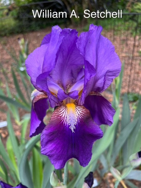 William A. Setchell TB Historic Iris (Brehm 1938)
