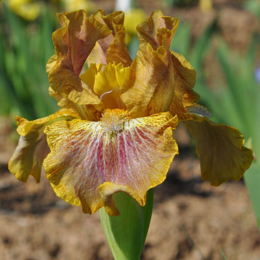 Touch of Tuscany IB Iris (Sutton 2008)