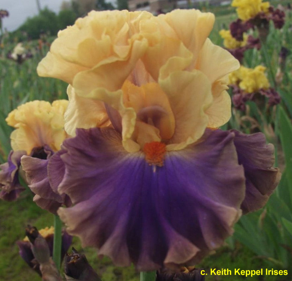 True Colors TB Iris (Keppel 2019)